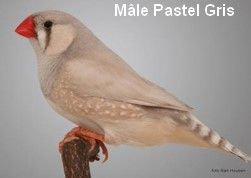 Diamant Mandarin Mâle pastel gris CT