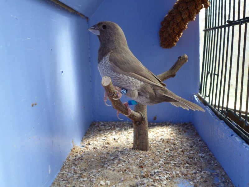 Moineau Du Japon Mâle 1