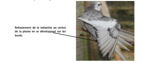Perruche Calopsitte EDGED refoulement mélanine au centre de la plume