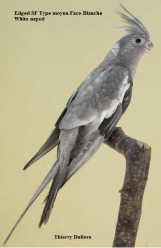 Perruche Calopsitte EDGED gris double facteur