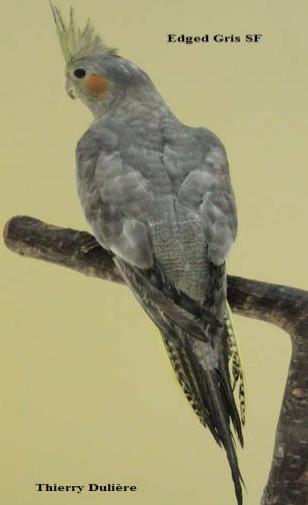 Mutations Perruche Calopsitte EDGED gris Simple Facteur 