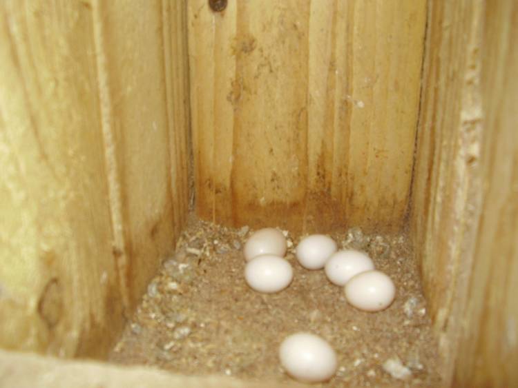 oeufs perruches ondulées