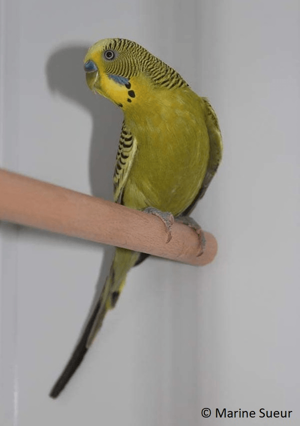 Mâle Perruche ondulée mutation gris vert
