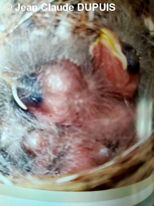 Roselin Mexique naissance