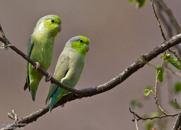 Couple Toui Celeste Source Oiseaux net