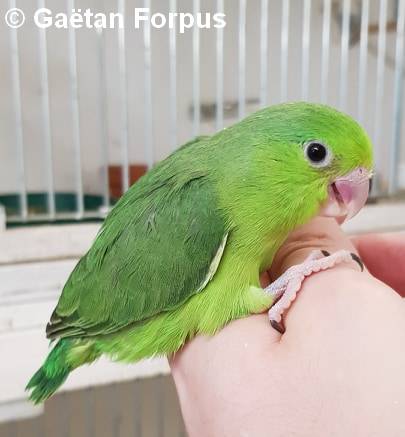 Toui Celeste jeune femelle verte 30 jours sorti du nid Gaétan Forpus