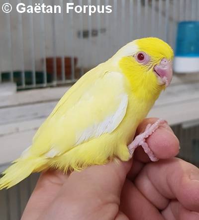 Toui Celeste jeune mâle mutation lutino 30 jours sorti du nid Gaétan Forpus