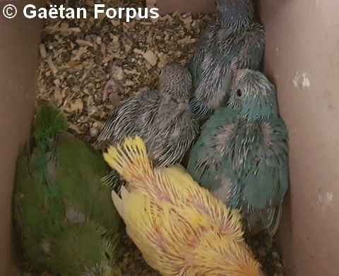 Toui Celeste jeunes 25 jours au nid Gaétan Forpus