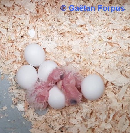 Toui Celeste oeufs jeunes à la naissance Gaétan Forpus