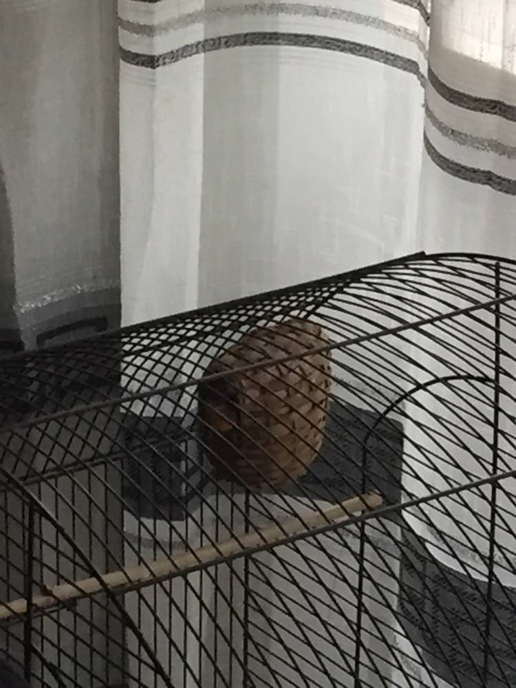 emplacement du nid dans la cage des VO