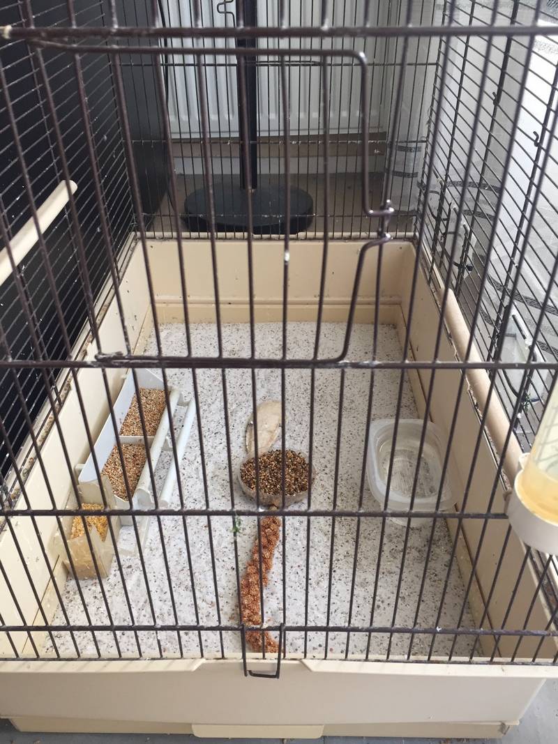 cage élevage bengali zébré