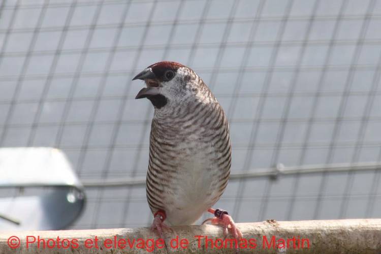 Male-Diamant-Modeste