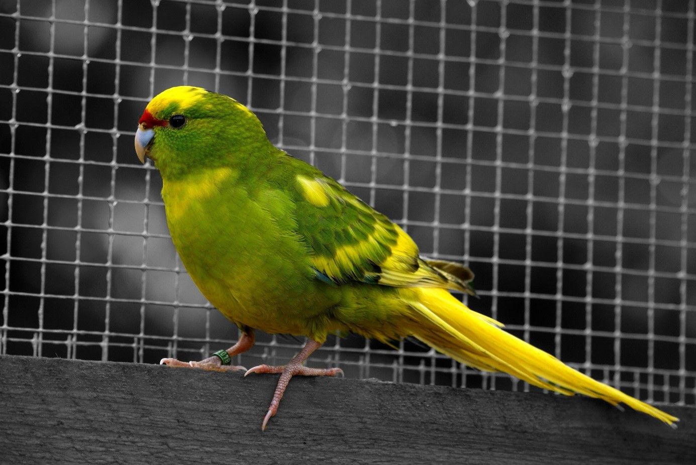 Femelle Kakariki à Front Jaune Mottle
