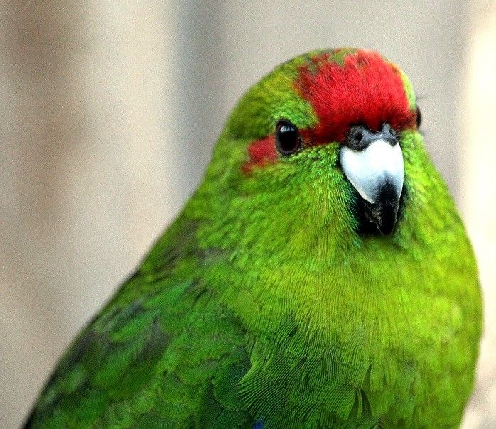Femelle Kakariki à Front Rouge Type Sauvage