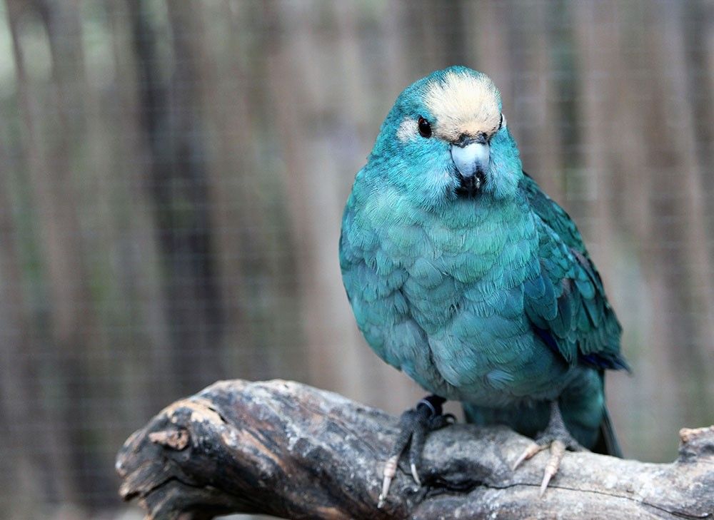 Mâle Kakariki à Front Rouge Panaché Dominant Turquoise