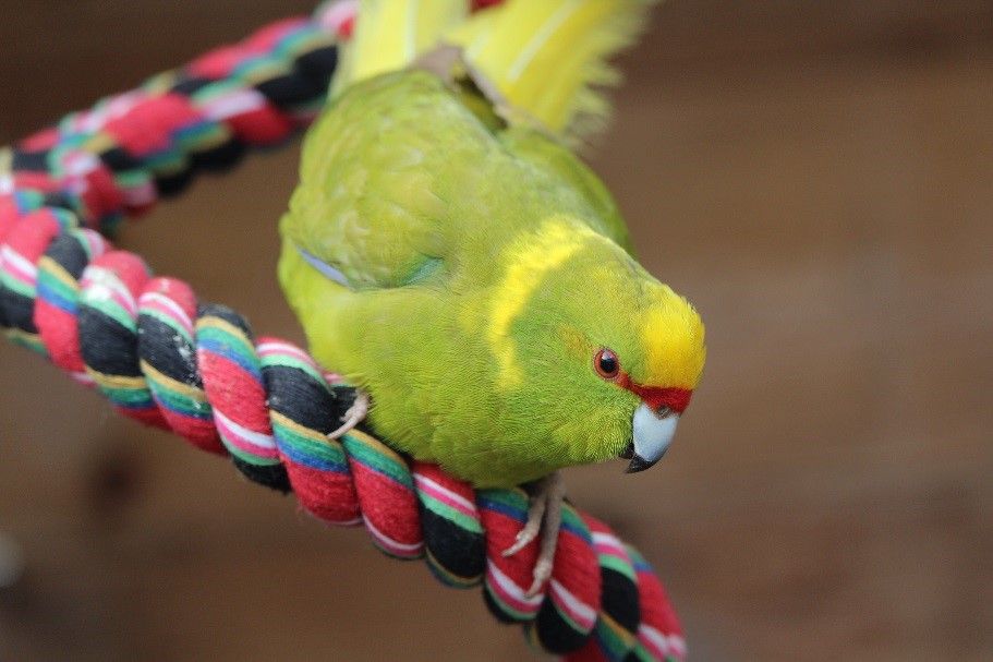 Mâle kakariki front jaune cinnamon