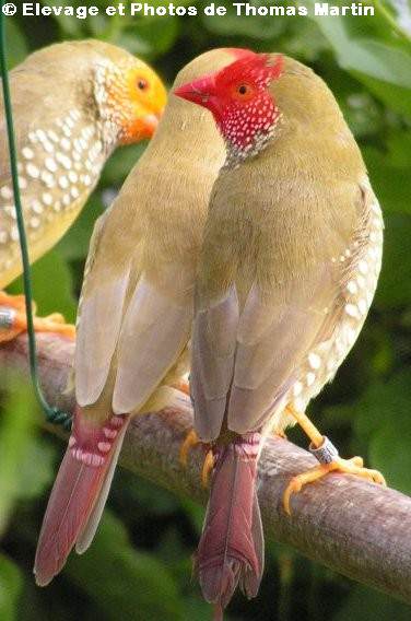 groupes ruficaudas sur une bracnche