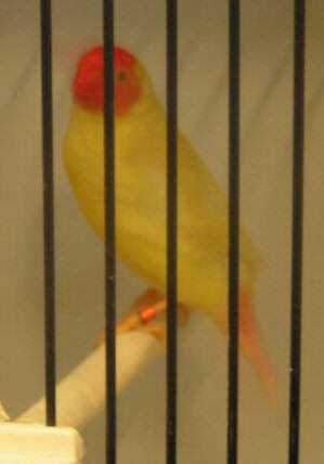 Mâle mutation jaune tête rouge