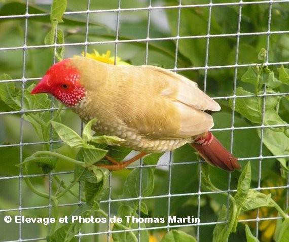 Ruficauda tête rouge