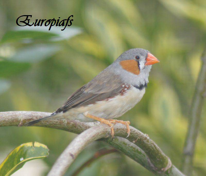 Mandarin du Timor