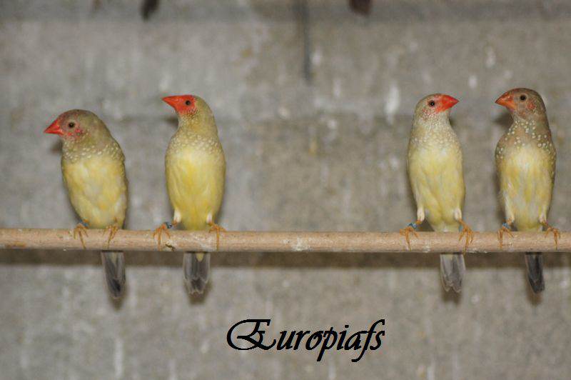 Jeunes Ruficaudas