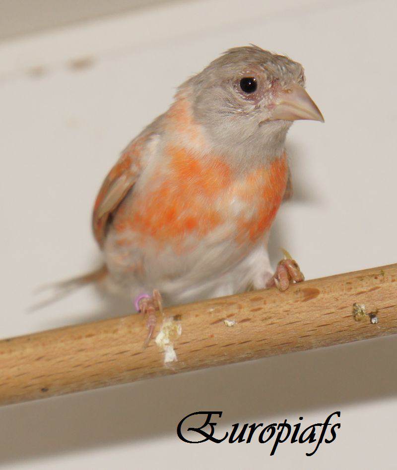 Carduelis cucullata femelle