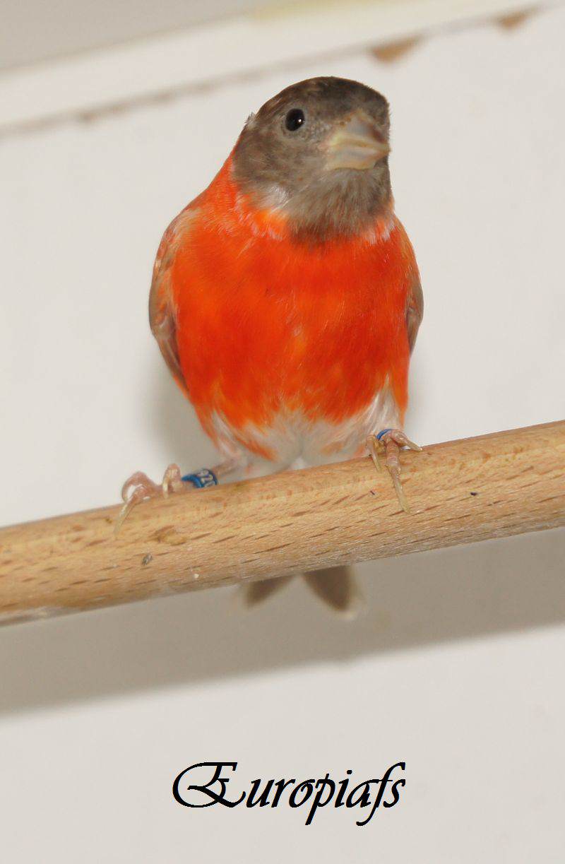 Carduelis cucullata mâle
