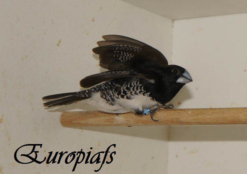 Lonchura Poensis