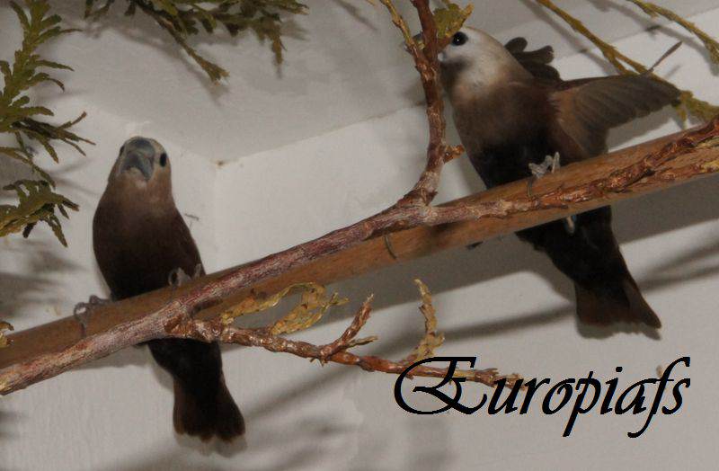 Couple de Lonchura Maja