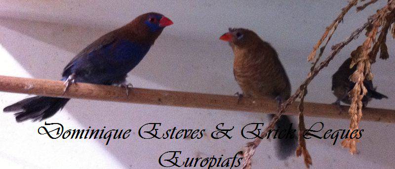 Couple de cordonbleu pourpre
