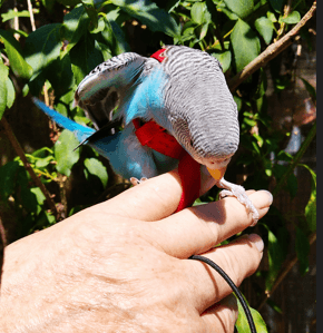 Harnais Aviator mini rouge