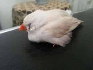 Comment soigne t-on un mal de ponte ?