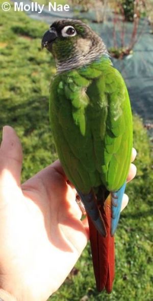 Conure de Molinae