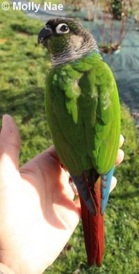 Conure de Molinae