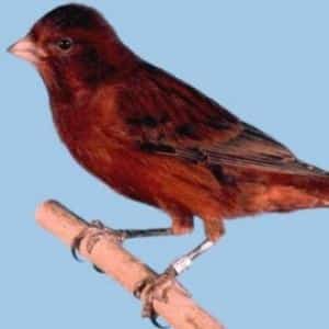 LE CANARI BRONZE