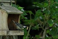 Nourrir Les Oiseaux De La Nature