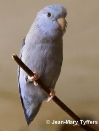 LE TOUI CELESTE 