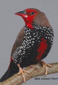 LE DIAMANT PEINT OU EMBLEIME PEINT