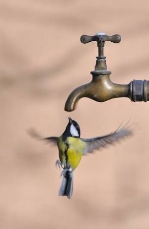 Mésange charbonnière avec robinet d&#039;eau