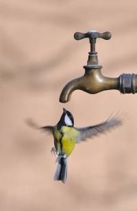 Mésange charbonnière avec robinet d&#039;eau