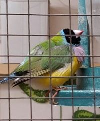 Soigner un diamant de gould