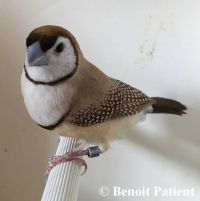 LE DIAMANT DE BICHENOV