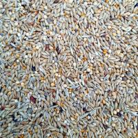 Diète et mélanges de graines des Gould et exotiques australiens