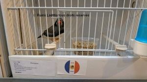 PRÉPARATION AU CONCOURS DU DIAMANT MANDARIN 