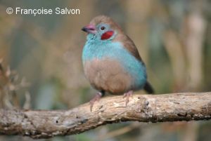 cordonbleu à joues rouges mâle