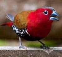 LE SÉNÉGALI ENFLAMMÉ OU AMARANTE ENFLAMMÉE