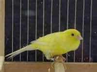 LE CANARI MALINOIS