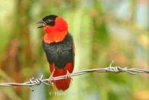 L’EUPLECTE FRANCISCAIN