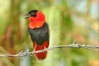 L’EUPLECTE FRANCISCAIN