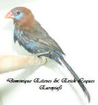 CORDON BLEU VIOLACE OU POURPRE